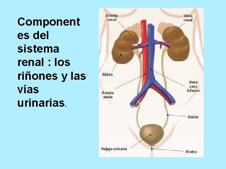 Component es del sistema renal : los riñones y las vías urinarias. 