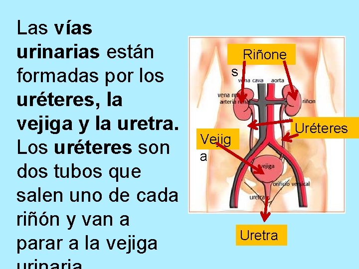 Las vías urinarias están formadas por los uréteres, la vejiga y la uretra. Los