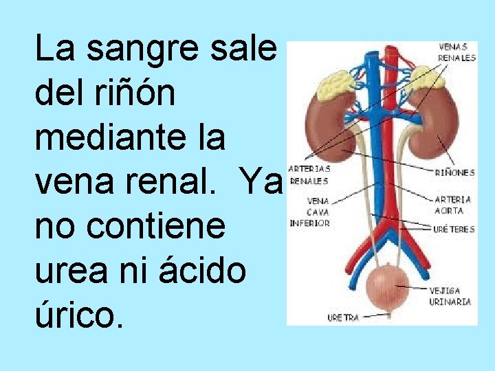 La sangre sale del riñón mediante la vena renal. Ya no contiene urea ni