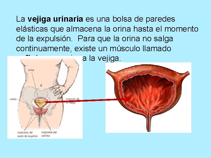 La vejiga urinaria es una bolsa de paredes elásticas que almacena la orina hasta