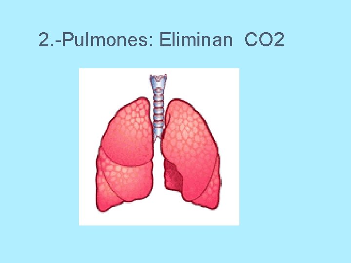2. -Pulmones: Eliminan CO 2 