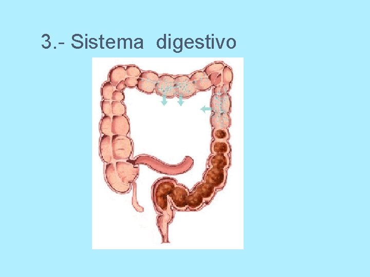 3. - Sistema digestivo 