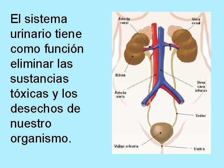 El sistema urinario tiene como función eliminar las sustancias tóxicas y los desechos de