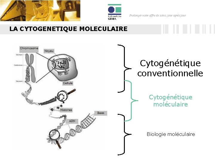 Prolonger votre offre de soins, jour après jour LA CYTOGENETIQUE MOLECULAIRE Cytogénétique conventionnelle Cytogénétique