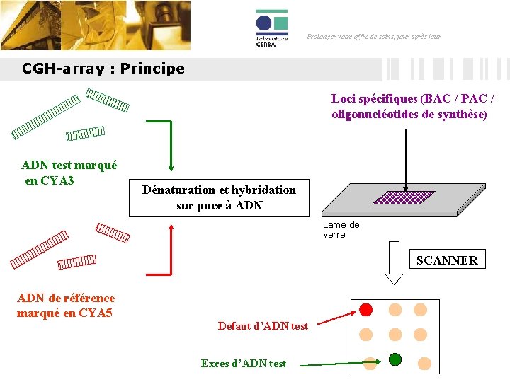 Prolonger votre offre de soins, jour après jour CGH-array : Principe Loci spécifiques (BAC