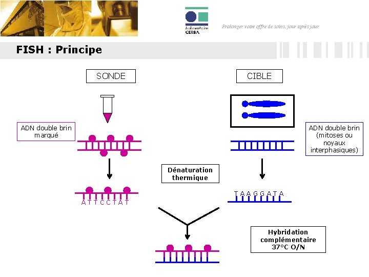 Prolonger votre offre de soins, jour après jour FISH : Principe SONDE CIBLE ADN