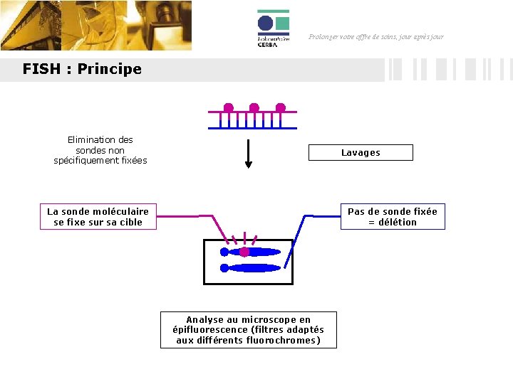 Prolonger votre offre de soins, jour après jour FISH : Principe Elimination des sondes