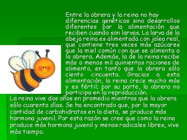 Entre la obrera y la reina no hay diferencias genéticas sino desarrollos diferentes por Entre la obrera y la reina no hay diferencias genéticas sino desarrollos diferentes por