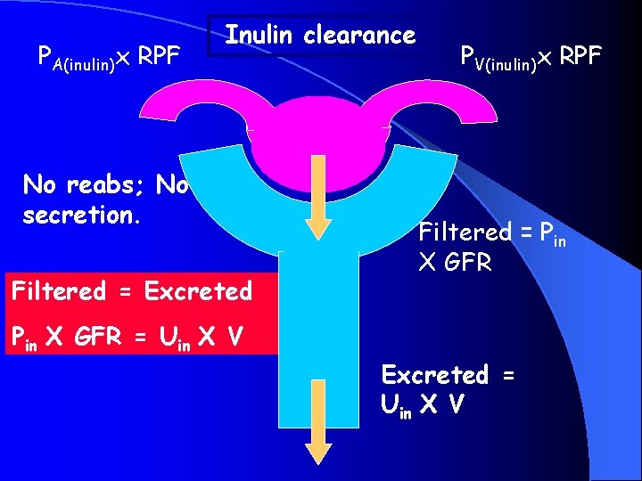 PA(inulin)x RPF Inulin clearance No reabs; No secretion. Filtered = Excreted Pin X GFR