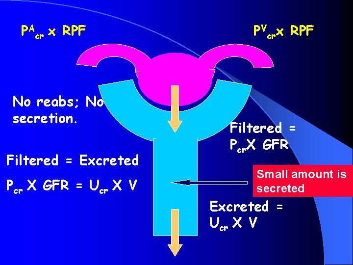 PAcr x RPF No reabs; No secretion. Filtered = Excreted Pcr X GFR =