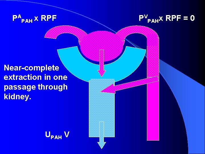 PAPAH x RPF Near-complete extraction in one passage through kidney. UPAH V PVPAHx RPF