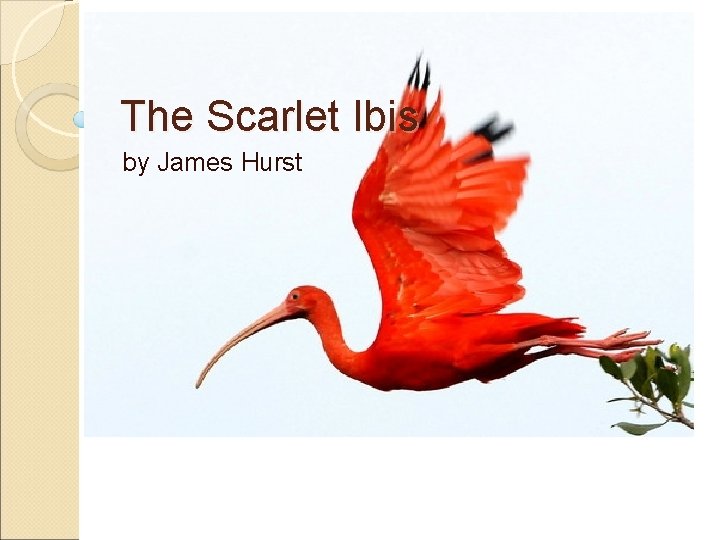 The Scarlet Ibis by James Hurst 