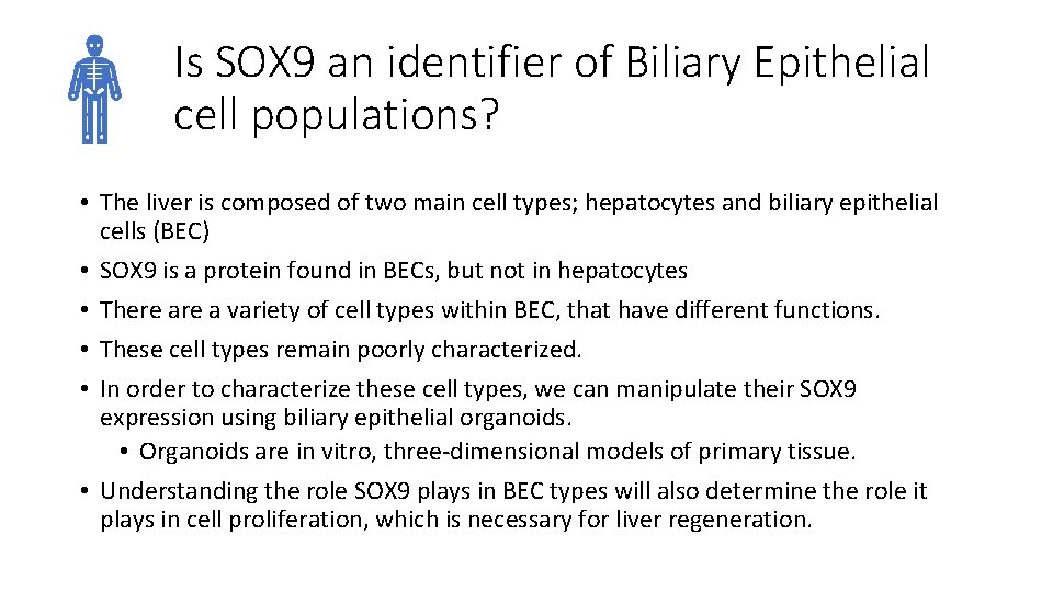 Is SOX 9 an identifier of Biliary Epithelial cell populations? • The liver is