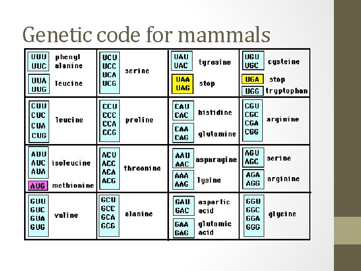 Genetic code for mammals 