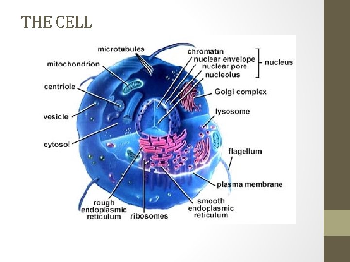 THE CELL 