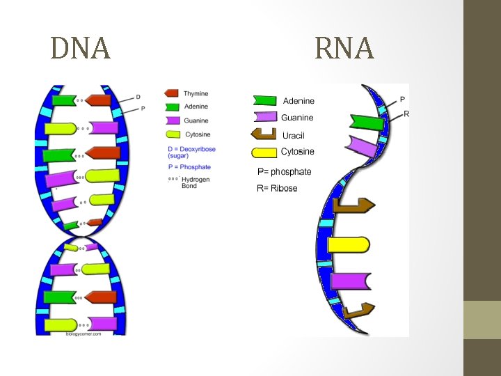 DNA RNA 