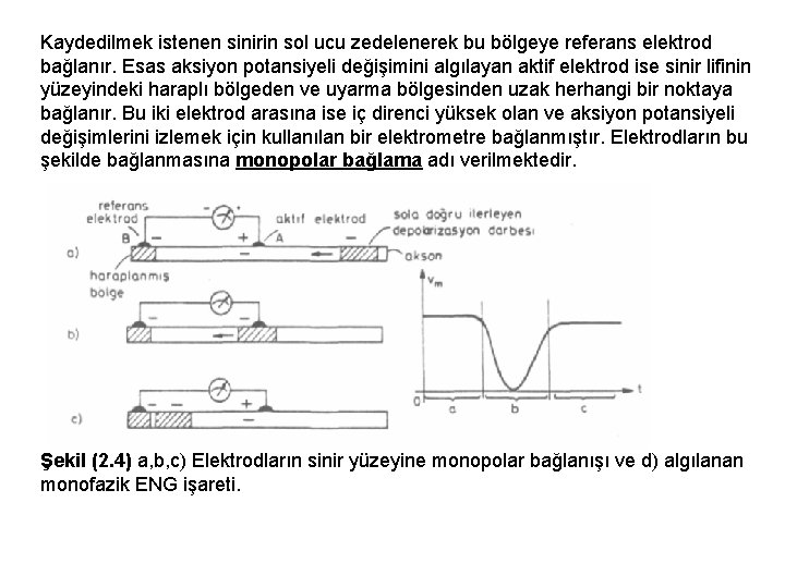 Kaydedilmek istenen sinirin sol ucu zedelenerek bu bölgeye referans elektrod bağlanır. Esas aksiyon potansiyeli