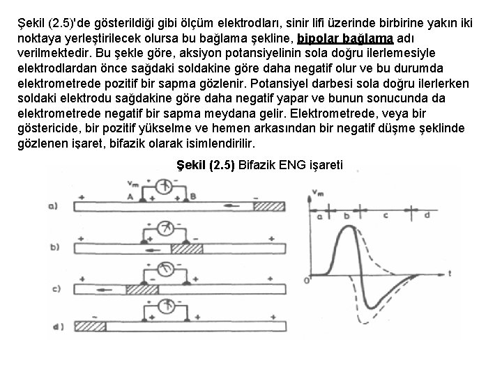 Şekil (2. 5)'de gösterildiği gibi ölçüm elektrodları, sinir lifi üzerinde birbirine yakın iki noktaya