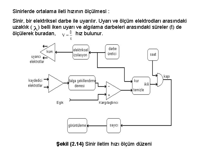 Sinirlerde ortalama ileti hızının ölçülmesi : Sinir, bir elektriksel darbe ile uyarılır. Uyarı ve