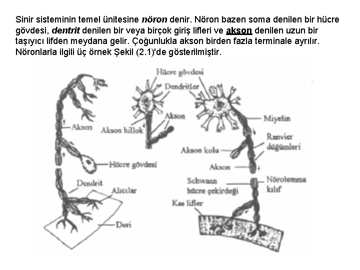 Sinir sisteminin temel ünitesine nöron denir. Nöron bazen soma denilen bir hücre gövdesi, dentrit