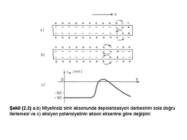 Şekil (2. 2) a, b) Miyelinsiz sinir aksonunda depolarizasyon darbesinin sola doğru ilerlemesi ve