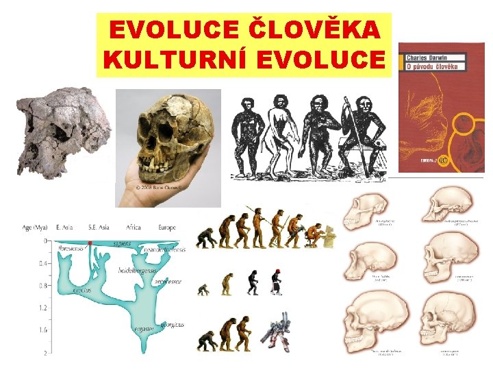 EVOLUCE ČLOVĚKA KULTURNÍ EVOLUCE 