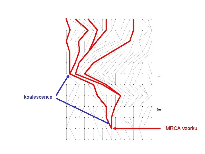 koalescence MRCA vzorku 
