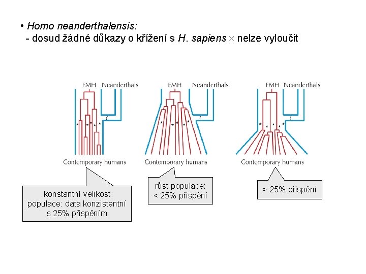  • Homo neanderthalensis: - dosud žádné důkazy o křížení s H. sapiens nelze