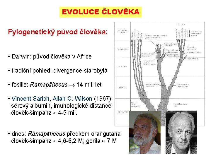 EVOLUCE ČLOVĚKA Fylogenetický původ člověka: • Darwin: původ člověka v Africe • tradiční pohled: