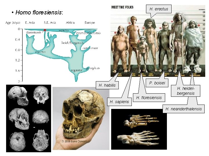 H. erectus • Homo floresiensis: H. habilis H. sapiens P. boisei H. floresiensis H.