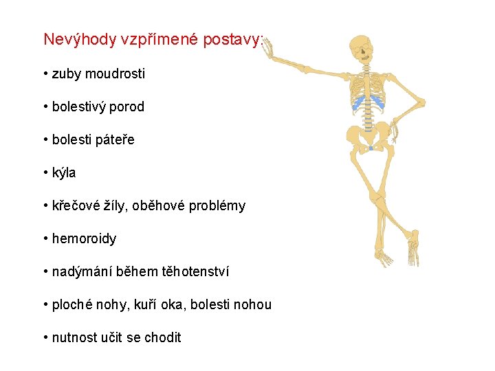 Nevýhody vzpřímené postavy: • zuby moudrosti • bolestivý porod • bolesti páteře • kýla