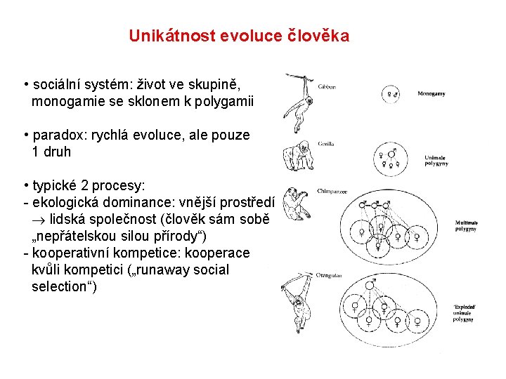 Unikátnost evoluce člověka • sociální systém: život ve skupině, monogamie se sklonem k polygamii