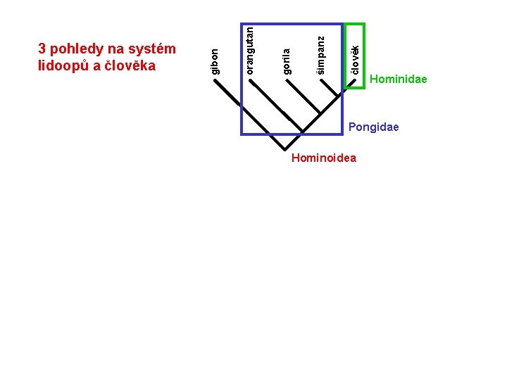 člověk šimpanz gorila orangutan gibon 3 pohledy na systém lidoopů a člověka Hominidae Pongidae