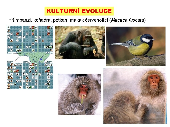 KULTURNÍ EVOLUCE • šimpanzi, koňadra, potkan, makak červenolící (Macaca fuscata) 