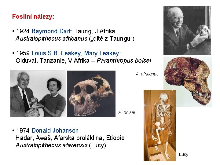 Fosilní nálezy: • 1924 Raymond Dart: Taung, J Afrika Australopithecus africanus („dítě z Taungu“)