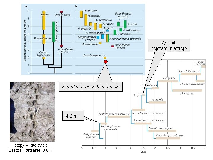 2, 5 mil. nejstarší nástroje Sahelanthropus tchadensis 4, 2 mil. stopy A. afarensis Laetoli,