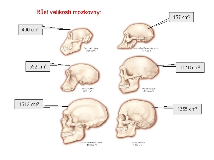 Růst velikosti mozkovny: 457 cm 3 400 cm 3 552 cm 3 1512 cm