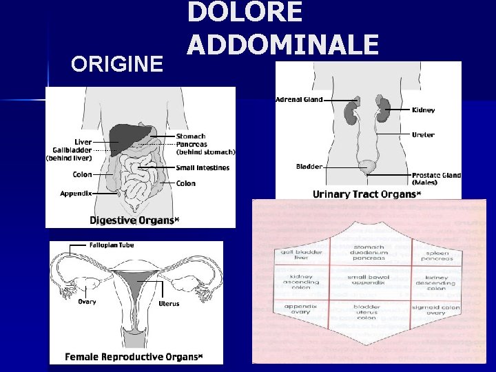 ORIGINE DOLORE ADDOMINALE 