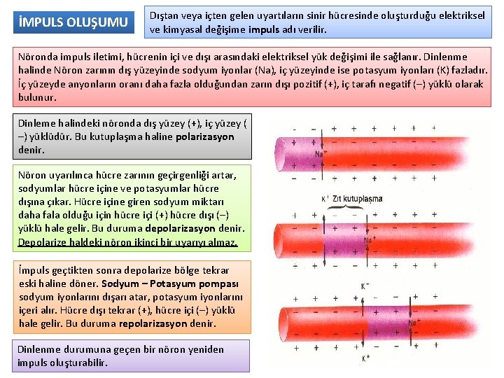 İMPULS OLUŞUMU Dıştan veya içten gelen uyartıların sinir hücresinde oluşturduğu elektriksel ve kimyasal değişime