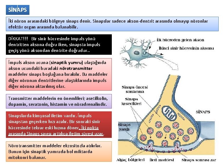 SİNAPS İki nöron arasındaki bölgeye sinaps denir. Sinapslar sadece akson-dentrit arasında olmayıp nöronlar efektör