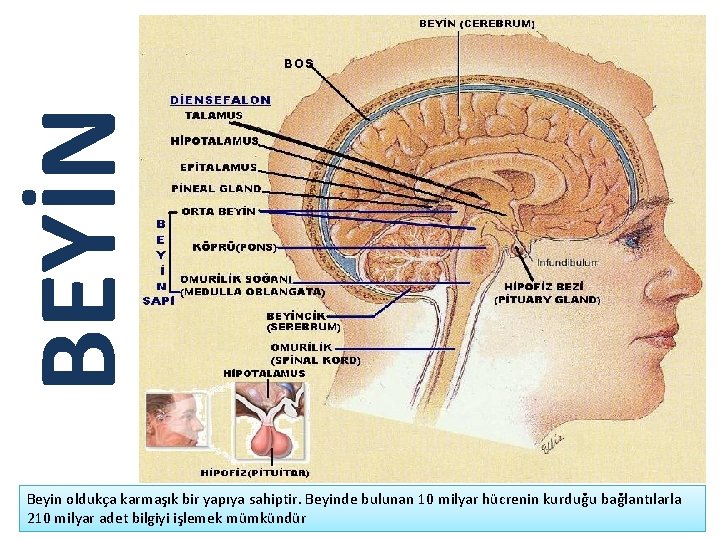 BEYİN Beyin oldukça karmaşık bir yapıya sahiptir. Beyinde bulunan 10 milyar hücrenin kurduğu bağlantılarla