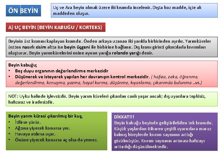 ÖN BEYİN Uç ve Ara beyin olmak üzere iki kısımda incelenir. Dışta boz madde,