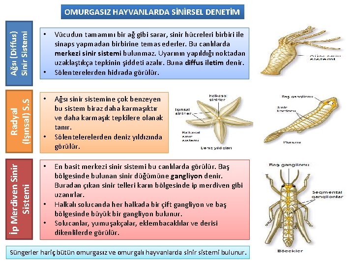 İp Merdiven Sinir Sistemi Radyal (Işınsal) S. S Ağsı (Diffus) Sinir Sistemi OMURGASIZ HAYVANLARDA