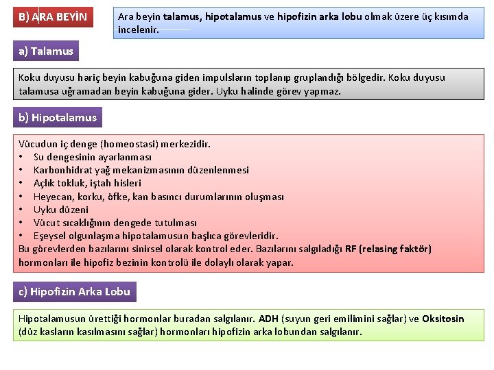 B) ARA BEYİN Ara beyin talamus, hipotalamus ve hipofizin arka lobu olmak üzere üç