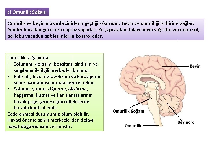 c) Omurilik Soğanı Omurilik ve beyin arasında sinirlerin geçtiği köprüdür. Beyin ve omuriliği birbirine