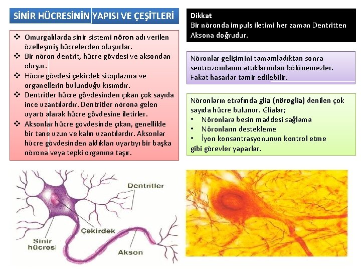 SİNİR HÜCRESİNİN YAPISI VE ÇEŞİTLERİ v Omurgalılarda sinir sistemi nöron adı verilen özelleşmiş hücrelerden