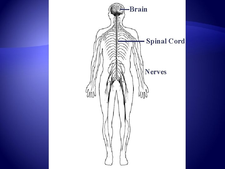 Systems Of The Body The Nervous System Function