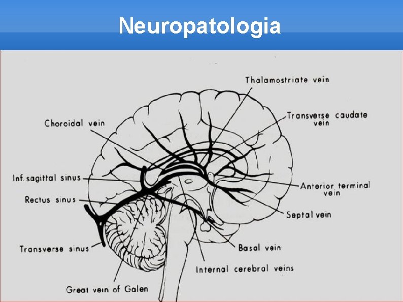 Neuropatologia 