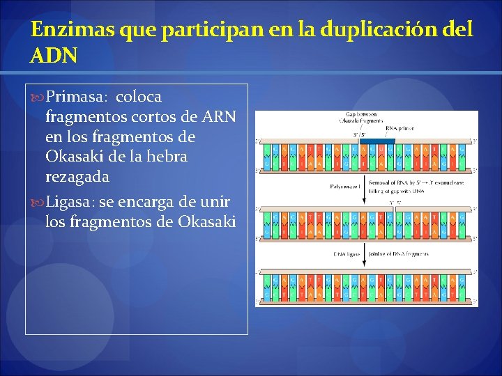 Enzimas que participan en la duplicación del ADN Primasa: coloca fragmentos cortos de ARN