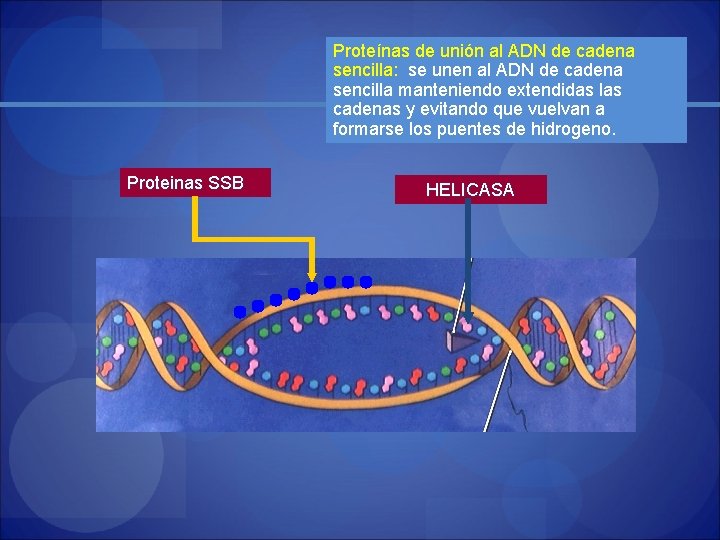 Proteínas de unión al ADN de cadena sencilla: se unen al ADN de cadena